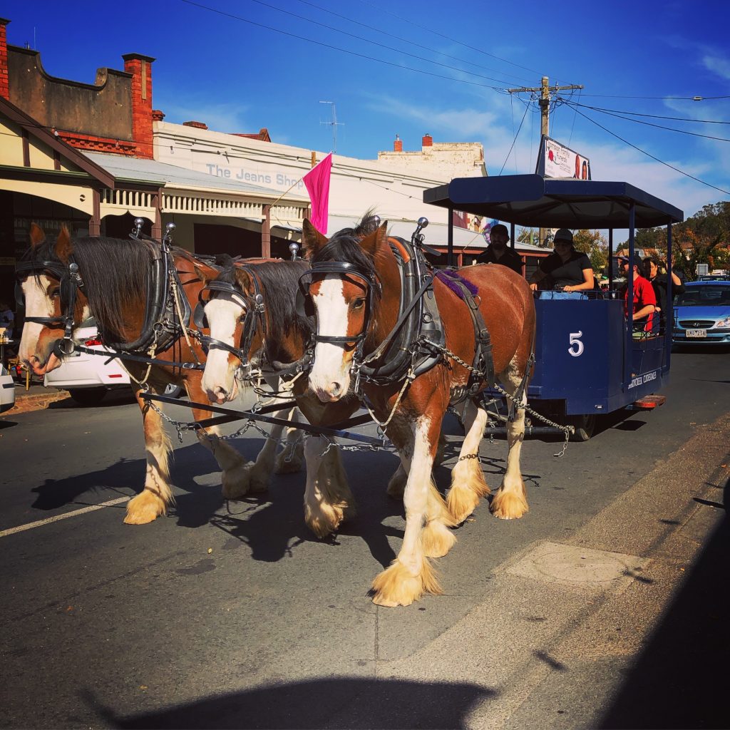 Maldon No.9 Tram from Sandy Creek Clydesdales