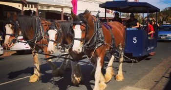 Maldon No.5 Tram from Sandy Creek Clydesdales